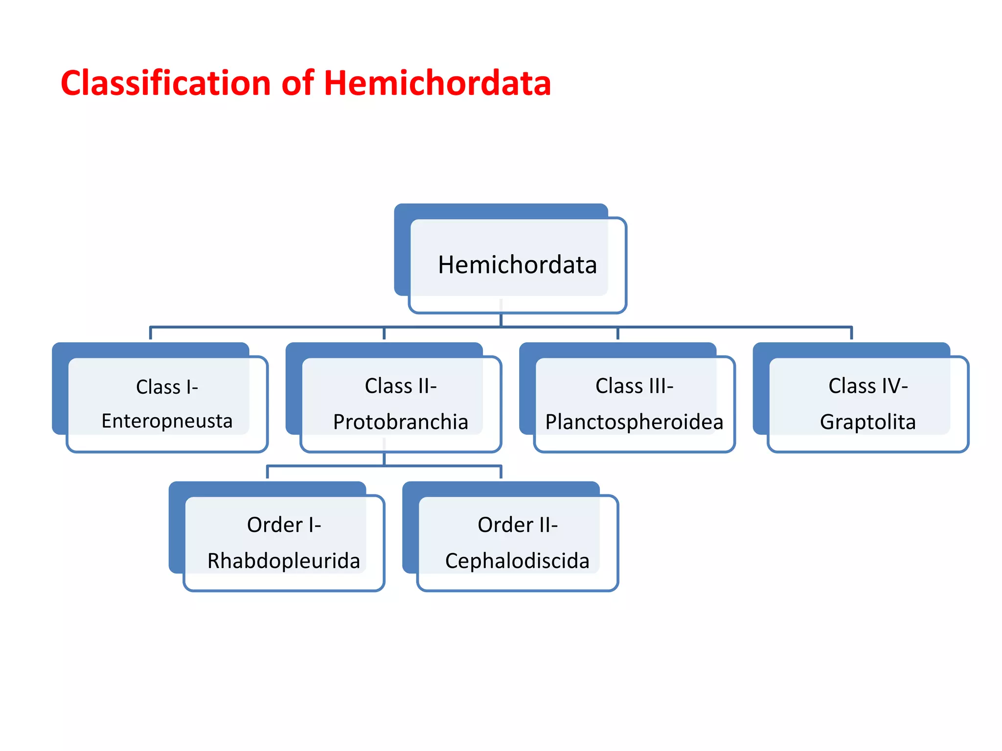 Classification of Hemichordata
Hemichordata
Class I-
Enteropneusta
Class II-
Protobranchia
Order I-
Rhabdopleurida
Order II-
Cephalodiscida
Class III-
Planctospheroidea
Class IV-
Graptolita
 