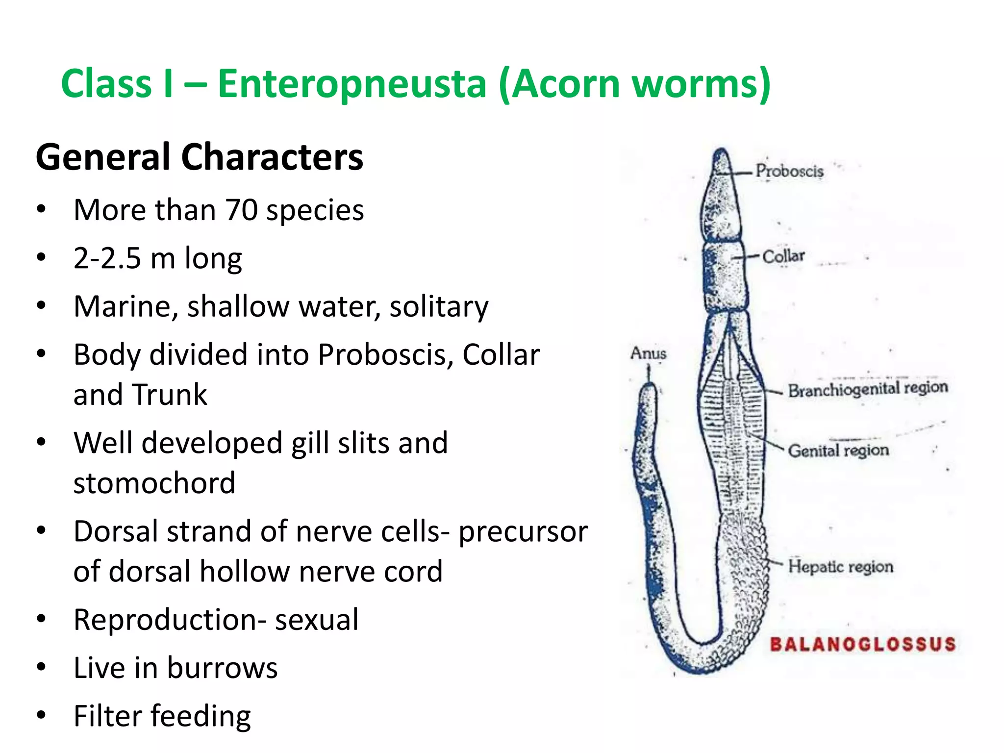 Class I – Enteropneusta (Acorn worms)
General Characters
• More than 70 species
• 2-2.5 m long
• Marine, shallow water, solitary
• Body divided into Proboscis, Collar
and Trunk
• Well developed gill slits and
stomochord
• Dorsal strand of nerve cells- precursor
of dorsal hollow nerve cord
• Reproduction- sexual
• Live in burrows
• Filter feeding
 