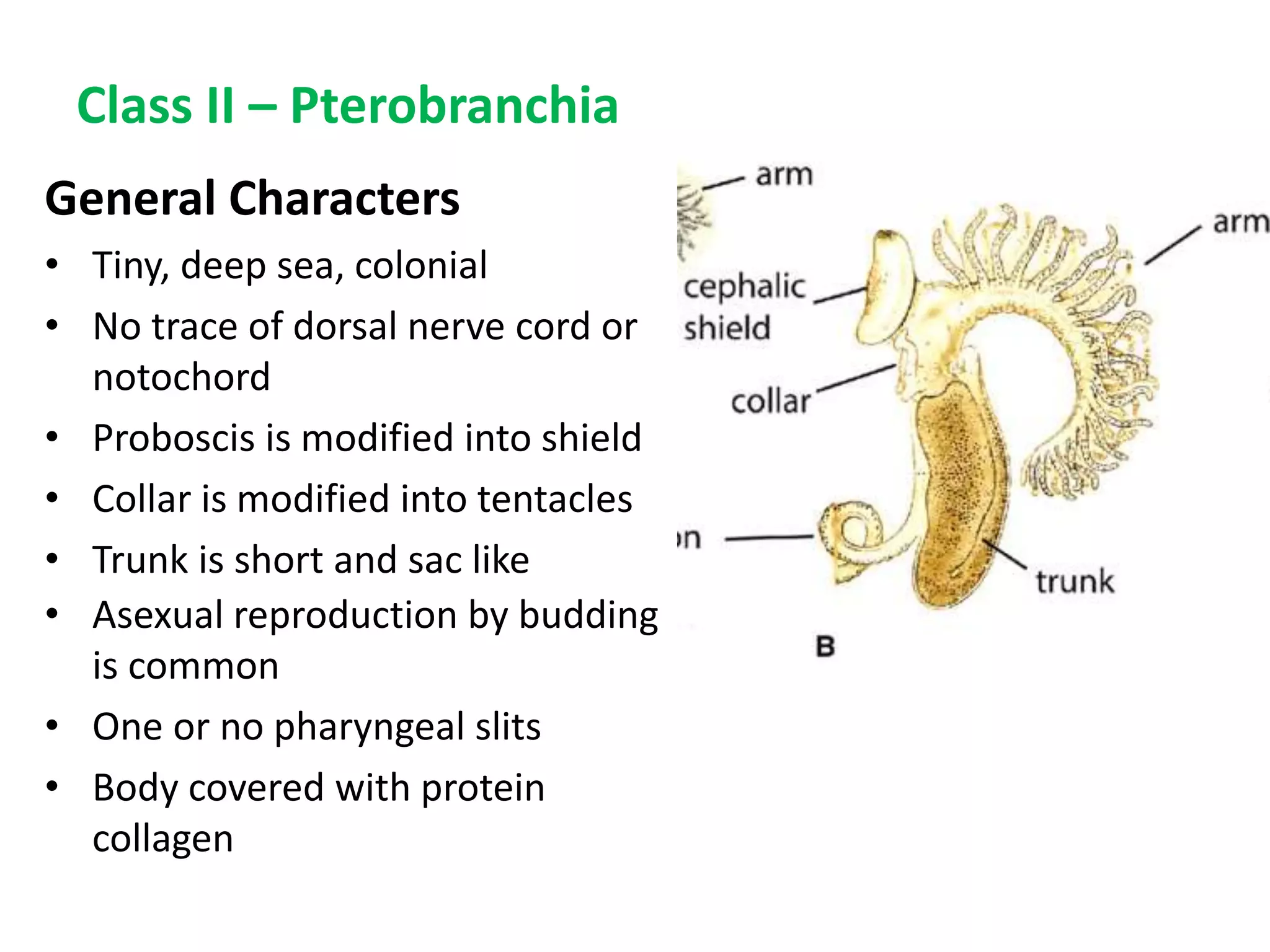 Class II – Pterobranchia
General Characters
• Tiny, deep sea, colonial
• No trace of dorsal nerve cord or
notochord
• Proboscis is modified into shield
• Collar is modified into tentacles
• Trunk is short and sac like
• Asexual reproduction by budding
is common
• One or no pharyngeal slits
• Body covered with protein
collagen
 