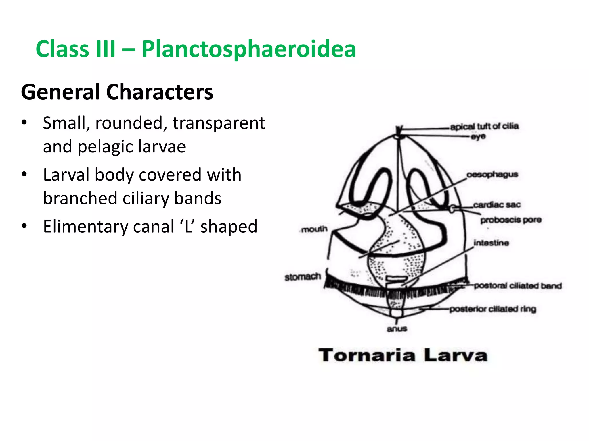 Class III – Planctosphaeroidea
General Characters
• Small, rounded, transparent
and pelagic larvae
• Larval body covered with
branched ciliary bands
• Elimentary canal ‘L’ shaped
 