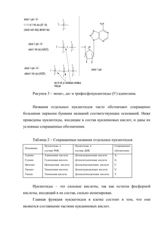 Рисунок 3 – моно-, ди- и трифосфонуклеотиды (51) аденозина.
Названия отдельных нуклеотидов часто обозначают сокращенно
большими первыми буквами названий соответствующих оснований. Ниже
приведены нуклеотиды, входящие в состав нуклеиновых кислот, и даны их
условные сокращенные обозначения.
Таблица 2 – Сокращенные названия отдельных нуклеотидов
Основание
Нуклеотиды в
составе РНК
Нуклеотиды в
составе ДНК
Сокращенное
обозначение
Аденин
Гуанин
Цитозин
Урацил
Тимин
Адениловая кислота
Гуаниловая кислота
Цитидиловая кислота
Урациловая кислота
Тиминовая кислота
Дезоксиадениловая кислота
Дезоксигуаниловая кислота
Дезоксицитидиловая кислота
Дезоксиуридиловая кислота
Дезокситимидиловая кислота
А
G
С
U
Т
Нуклеотиды – это сильные кислоты, так как остаток фосфорной
кислоты, входящий в их состав, сильно ионизирован.
Главная функция нуклеотидов в клетке состоит в том, что они
являются составными частями нуклеиновых кислот.
Ð
Î
Î
Î
àäåí î çèí -5/
-
ì î í î ô î ñô àò (ÀÌ Ð)
(àäåí èëî âàÿ êèñëî òà)
Ð
Î
Î
Î Î Ð
Î
Î
àäåí î çèí -5/
-
äèô î ñô àò (ÀÄÔ)
Ð
Î
Î
Î Î Ð
Î
Î
Î Ð
Î
Î
àäåí î çèí -5/
-
òðèô î ñô àò (ÀÒÔ)
âû ñî êî ýí åðãåòè÷åñêèå
ñâÿçè
O
ÎÍ 2Ñ
Í
Í
ÎÍ
Í
ÎÍ
N
N
N
N
N
H2N
àäåí î çèí
-
-
-
-
-
-
-
-
 