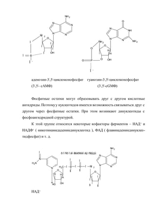 аденозин-3/,5/-цикломонофосфат гуанозин-3/,5/-цикломонофосфат
(3/,5/- сАМФ) (3/,5/-сGМФ)
Фосфатные остатки могут образовывать друг с другом кислотные
ангидриды. Поэтомуу нуклеотидов имеется возможность связываться друг с
другом через фосфатные остатки. При этом возникают динуклеотиды с
фосфоангидридной структурой.
К этой группе относятся некоторые кофакторы ферментов – НАД+ и
НАДФ+ ( никотинамидадениндинуклеотид ), ФАД ( флавинадениндинуклео-
тидфосфат) и т. д.
НАД+
ÐÎ
Î
ÑÍ 2
Í
O
N
Í
Í
OHÎ
N
N
N
NH2
O
ÑH2
H
OHO
N
H
N
NH
N
O
NH2
O
PO
Î -
Î -
N
+
H
Ñ
Î
H2N
O
H
HO
H
OH
H2C
H
Î Ð
Î
ÎÍ
Î Ð
Î
ÎÍ
Î ÑÍ 2
O
Í
Í
ÎÍ
Í
ÎÍ
N
N
N
N
NH2
ô î ñô î àí ãèäðèäí àÿ ñâÿçü
 