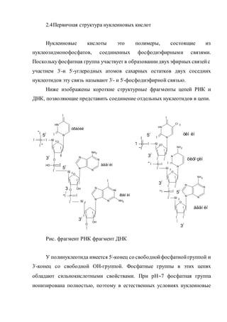 2.4Первичная структура нуклеиновых кислот
Нуклеиновые кислоты это полимеры, состоящие из
нуклеозидмонофосфатов, соединенных фосфодиэфирными связями.
Посколькуфосфатная группа участвует в образованиидвухэфирных связейс
участием 3/-и 5/-углеродных атомов сахарных остатков двух соседних
нуклеотидов эту связь называют 3/- и 5/-фосфодиэфирной связью.
Ниже изображены короткие структурные фрагменты цепей РНК и
ДНК, позволяющие представить соединение отдельных нуклеотидов в цепи.
Рис. фрагмент РНК фрагмент ДНК
У полинуклеотида имеется 5/-конец со свободнойфосфатнойгруппой и
3/-конец со свободной ОН-группой. Фосфатные группы в этих цепях
обладают сильнокислотными свойствами. При рН7 фосфатная группа
ионизирована полностью, поэтому в естественных условиях нуклеиновые
O
Í Í
ÎÍ
N
Í
NH
Î
Î
O
Ð
Î
OH
ÑÍ 2Î
Î
Ð
Î
Î
Î
5/
3
/
O
Í
O
P
Î
Î
N
N
N
N
NH2
OH
Í
ÑÍ 2
Í
N
N
NÍ
N
Î
Í
O
Í
OH
Í
NH2
Î
ÑÍ 2
óðàöèë
àäåí èí
ãóàí èí
Ð
Î
Î
Î O
N
Í
NH
Î
Î
CÍ 3
ÑÍ 2Î
Í
Í
Í
Î
ÐÎ Î
Î ÑÍ 2
O
Í
Í
Í
Î
ÐÎ Î
N
N
NH2
Î
Î ÑÍ 2
O
Í
ÍÎ
Í
N
N
N
N
NH2
òèì èí
öèòî çèí
àäåí èí
5/
3/
3/
3/
5/
-
-
-
-
-
-
-
3/
3/
5/
 