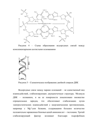 Рисунок 4 – Схема образования водородных связей между
комплементарными азотистыми основаниями
Рисунок 5 – Схематическое изображение двойной спирали ДНК
Водородные связи между парами оснований – не единственный вид
взаимодействий, стабилизирующих двухцепочечную структуру. Молекула
ДНК – полианион, и на ее поверхности локализовано множество
отрицательных зарядов, что обеспечивает стабилизацию путем
электростатических взаимодействий с неорганическими противоионами,
например с Mg+2,или белками, содержащими большое количество
положительно заряженных боковыхцепей аминокислот – гистонами. Третий
стабилизирующий фактор возникает благодаря гидрофобным
NH
N
O
O
CH3
O
O
CH2
O
P
O
OH
P
O
OH O
CH2
O
O
P
O
OH
N
N
NH2
O
N
NH
N
N
O
O
NH2
P
N
N
N
N
NH2
O
P
O
OH
CH2
O
O
OH
CH2
OP
OH
O
Òèì èí
Àäåí èí
Öèòî çèí Ãóàí èí
0,28 í ì
0,29 í ì
0,29 í ì
0,30 í ì
0,30 í ì
Àí òèï àðàëëåëüí û å öåï è
3'
5'
1
2
6
5'
3'
3
4
1
6
5'
3'
3'
5'
2
3
4
 
