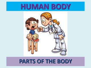 PARTS OF THE BODY
HUMAN BODY
 