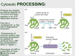 Cytosolic PROCESSING:
Proteins are marked
by adding ubiquitin (a
76 amino acid poly-
peptide) in an ATP
dependent manner.
Fed into a
“proteasome”; a “big
ball of degradative
enzymes.”
Proteasomes of
immune system may
become specialized
by addition of
products from LMP
loci (embedded in
MHC-II “region”.)
Phenotype of LMP is
production of “Low
Molecular-mass
Peptides.”
 