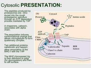 Cytosolic PRESENTATION:
The peptides produced by
proteasomes are intro-
duced into the rough
endoplasmic reticulum
through an ATP dependent
process mediated by TAP
A chaperone, calnexin,
associates with alpha
chain.
The asspciation induces
conformational change that
allows microglobulin to form
quaternary complex.
Two additional proteins,
calreticulin and tapasin,
allow association of the
MHC-I with the TAP
The MHC-I/processed Ag
is then delivered to golgi
(for glycosylation) and then
to cell surface.
 