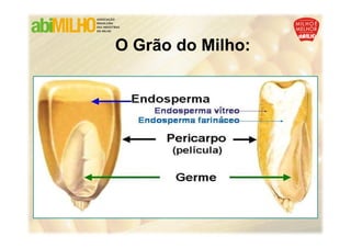 O Grão do Milho:
 