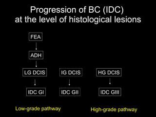 Progression of BC (IDC)  at the level of histological lesions FEA ADH LG DCIS IG DCIS HG DCIS IDC GI IDC GII IDC GIII Low-grade pathway High-grade pathway 