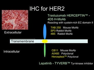 IHC for HER2 Extracellular Intracellular Transmembrane Trastuzumab HERCEPTIN ™ - 4D5 H-MoAb Reacting with cystein-rich EC domain II TAB 250   Mouse MoAb SP3  Rabbit MoAb 4B5   Rabbit MoAb CB11   Mouse MoAb A0485   Polyclonal Herceptest ™  Polyclonal Lapatinib - TYVERB ™  Tyr-kinase inhibitor 