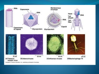 microorganism and their effect on living things | PPTX