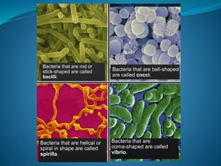 microorganism and their effect on living things | PPTX