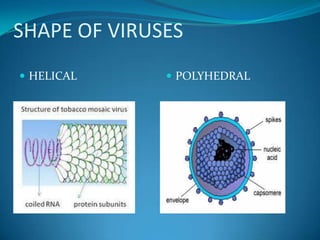 SHAPE OF VIRUSESHELICALPOLYHEDRAL