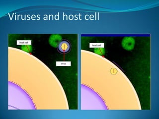 Viruses and host cell