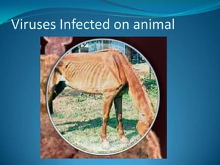 Viruses Infected on animal