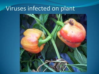 Viruses infected on plant