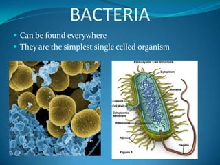 BACTERIACan be found everywhereThey are the simplest single celled organism