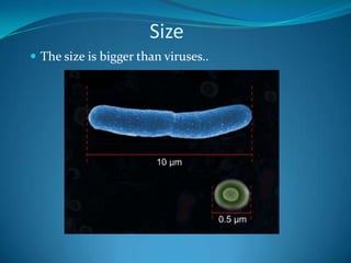 Size The size is bigger than viruses..