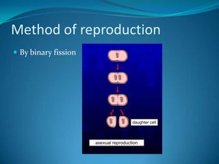 Method of reproductionBy binary fission