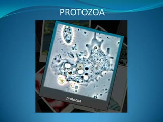 PROTOZOA