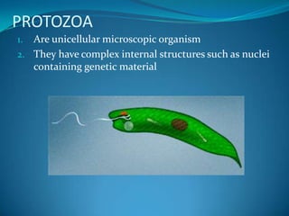 PROTOZOAAre unicellular microscopic organismThey have complex internal structures such as nuclei containing genetic material