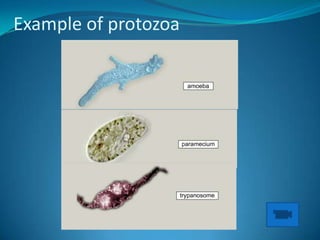 Example of protozoa