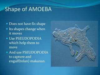 Shape of AMOEBADoes not have fix shapeIts shapes change when it movesUse PSEUDOPODIA which help them to moveAnd use PSEUDOPODIA to capture and engulf(telan) makanan. 