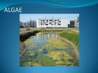 ALGAE