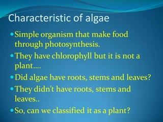 Characteristic of algaeSimple organism that make food through photosynthesis.