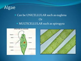 They have chlorophyll but it is not a plant….