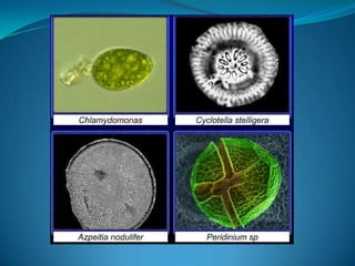 Did algae have roots, stems and leaves?