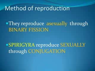 They didn’t have roots, stems and leaves..