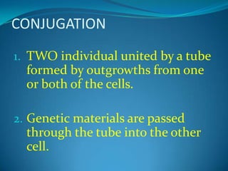 So, can we classified it as a plant?Algae Can be UNICELLULAR such as euglenaOrMULTICELLULAR such as spirogyra