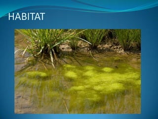 CONJUGATIONTWO individual united by a tube formed by outgrowths from one or both of the cells.Genetic materials are passed through the tube into the other cell.