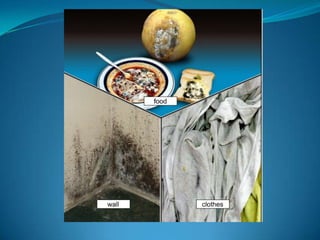 and finally it will form 4  daughter cells