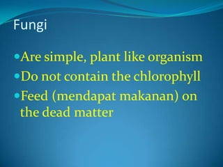 Fungi 