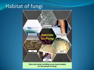 Size The size ranges from 10 to 100µmExample of fungi…Mould Yeast 