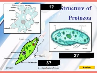 1?
                AMOEBA Structure                  of
                                          Protozoa




                                            2?
                                        PARAMECIUM
               3?
             EUGLENA
07/08/09   1.1_Classificationofmicros           Review
 