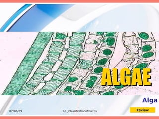 ALGAE
                                             Alga
07/08/09   1.1_Classificationofmicros      Review
 