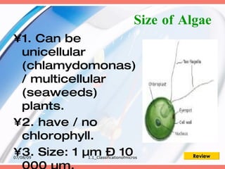 Size of Algae
•1. Can be
 unicellular
 (chlamydomonas)
 / multicellular
 (seaweeds)
 plants.
•2. have / no
 chlorophyll.
•3. Size: 1 µm – 10
07/08/09   1.1_Classificationofmicros       Review
 