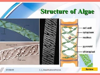 Structure of Algae




07/08/09   1.1_Classificationofmicros   Review
 