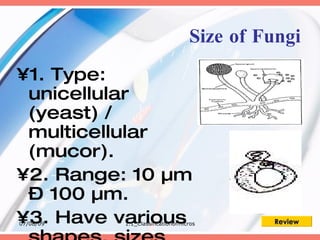 Size of Fungi
•1. Type:
 unicellular
 (yeast) /
 multicellular
 (mucor).
•2. Range: 10 µm
 – 100 µm.
•3. Have various
07/08/09   1.1_Classificationofmicros      Review
 