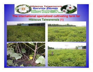 The international specialized cultivating farm for
           Hibiscus Taiwanensis (1)




                                                     1
 