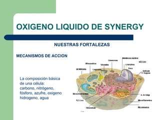 OXIGENO LIQUIDO DE SYNERGY NUESTRAS FORTALEZAS MECANISMOS DE ACCION La composición básica de una célula:  carbono, nitrógeno, fósforo, azufre, oxigeno hidrogeno, agua 