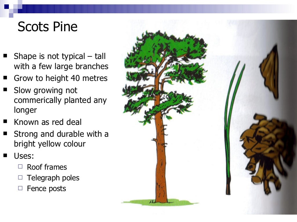 1.1 identification hard & softwoods