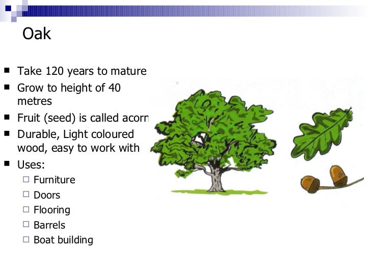1.1 identification hard &amp; softwoods