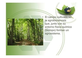 • El campo cultivado es
la agrobiocenosis
que, junto con su
entorno físico-químico
(biotopo) forman un(biotopo) forman un
agrosistema.
 