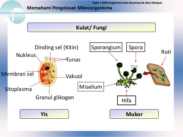 1.1 pengelasan mikroorganisma