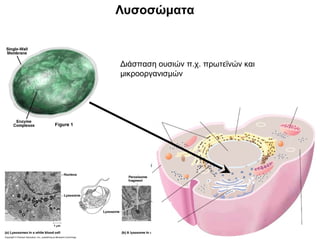 Λυσοσώματα



Διάσπαση ουσιών π.χ. πρωτεϊνών και
μικροοργανισμών
 