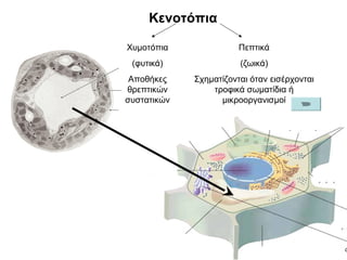 Κενοτόπια

Χυμοτόπια               Πεπτικά
 (φυτικά)               (ζωικά)
 Αποθήκες    Σχηματίζονται όταν εισέρχονται
θρεπτικών        τροφικά σωματίδια ή
συστατικών         μικροοργανισμοί
 